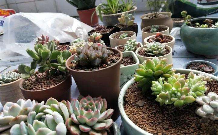 为什么多肉服盆不看时间 看的是状态