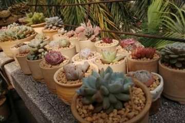 为什么多肉服盆不看时间 看的是状态