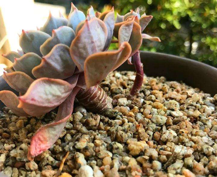 为什么多肉植物要松土 怎么办 图片