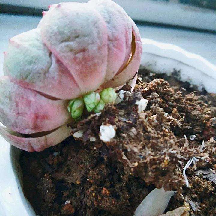 为什么多肉植物要松土 怎么办 图片