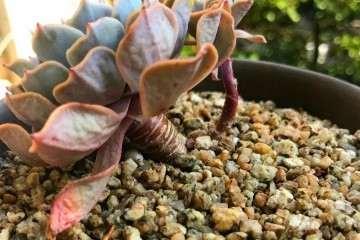 为什么多肉植物要松土 怎么办 图片