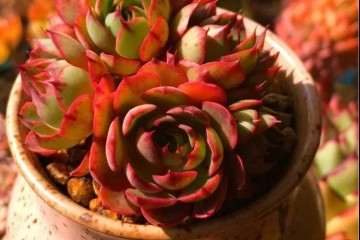 室内阳台养多肉有温差 怎么办 图片