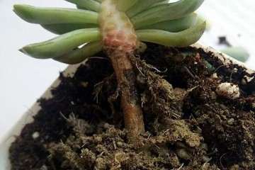 多肉植物根系退化或黑腐 怎么办 图片