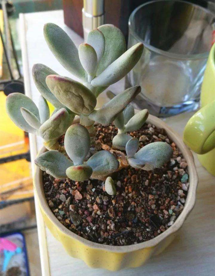 刚买回家的多肉 环境变化大 怎么办