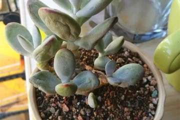 刚买回家的多肉 环境变化大 怎么办