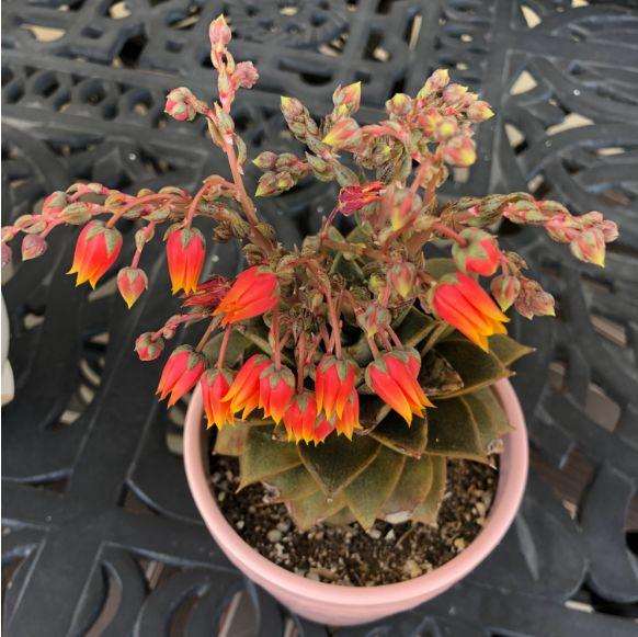 为什么多肉植物的老叶子皱了 图片