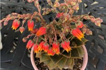 为什么多肉植物的老叶子皱了 图片