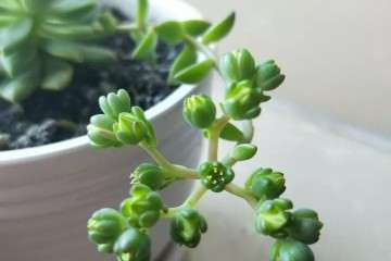 多肉可以开花 但叶子很快皱了 怎么办