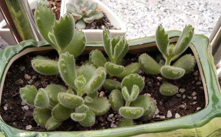 熊童子多肉怎么繁殖的方法 图片