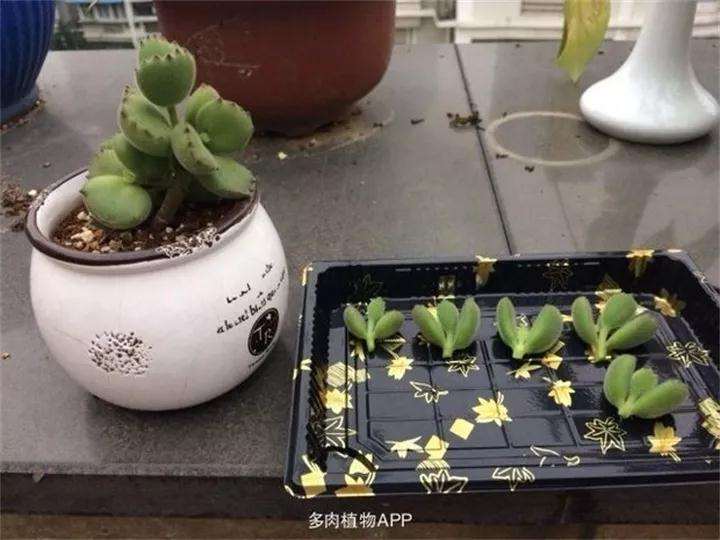 熊童子多肉怎么繁殖的方法 图片