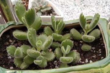 熊童子多肉怎么繁殖的方法 图片