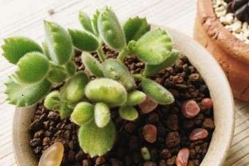 家养熊童子多肉的5个主意事项 图片