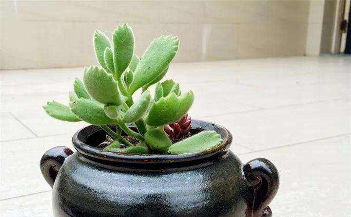 熊童子多肉为什么掉叶子 怎么办