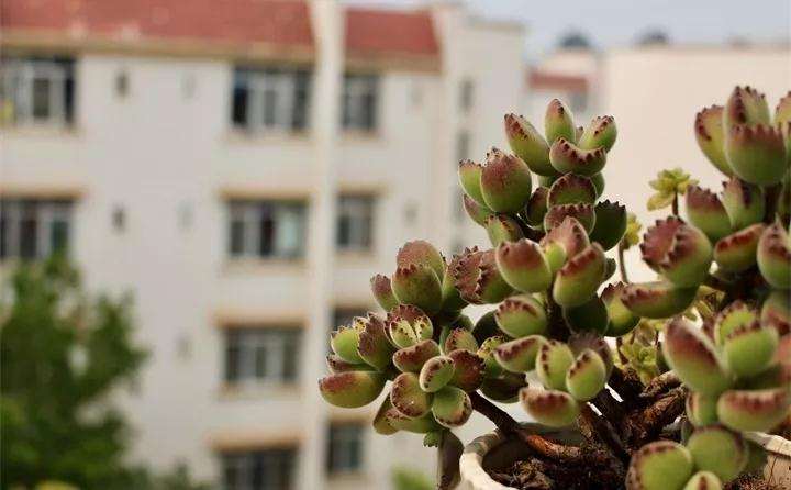 熊童子多肉为什么掉叶子 怎么办