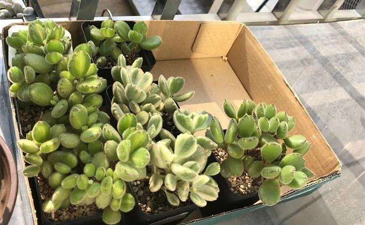 熊童子多肉为什么掉叶子 怎么办