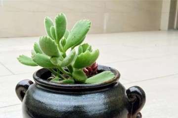 熊童子多肉为什么掉叶子 怎么办