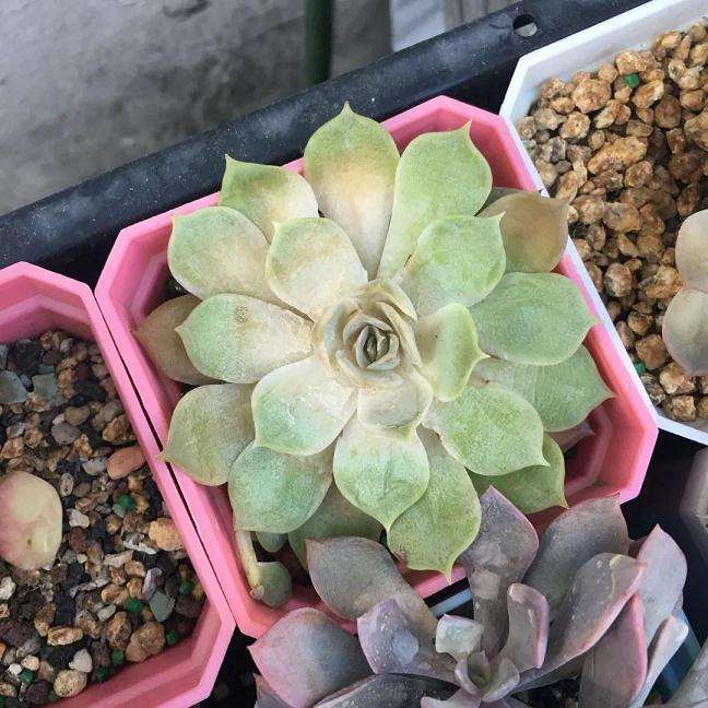 多肉露养怎么可以避免晒伤的方法