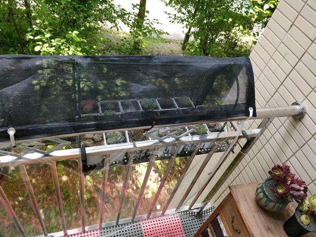 多肉露养怎么可以避免晒伤的方法