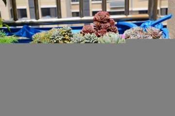 多肉露养怎么可以避免晒伤的方法