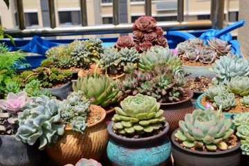 北方多肉露养怎么可以避免晒伤的3个方法