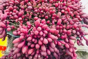 多肉露养要怎么注意温度的变化 图片