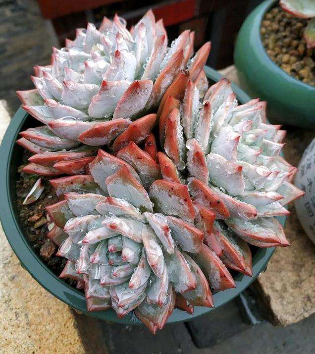 为什么多肉露养 淋雨多了要烂根 图片