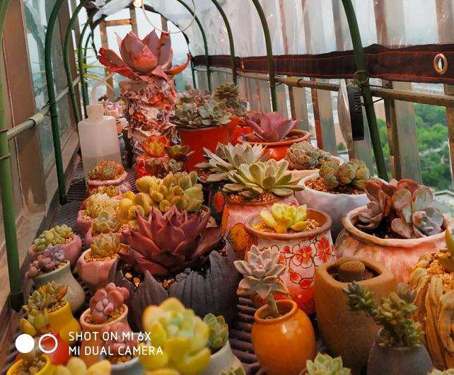 为什么多肉露养 淋雨多了要烂根 图片