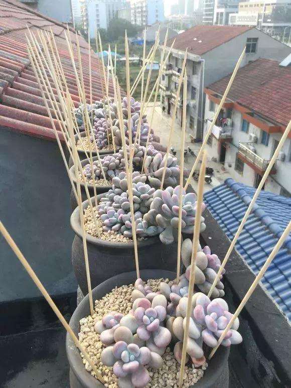 为什么多肉露养 要注意防鸟 图片