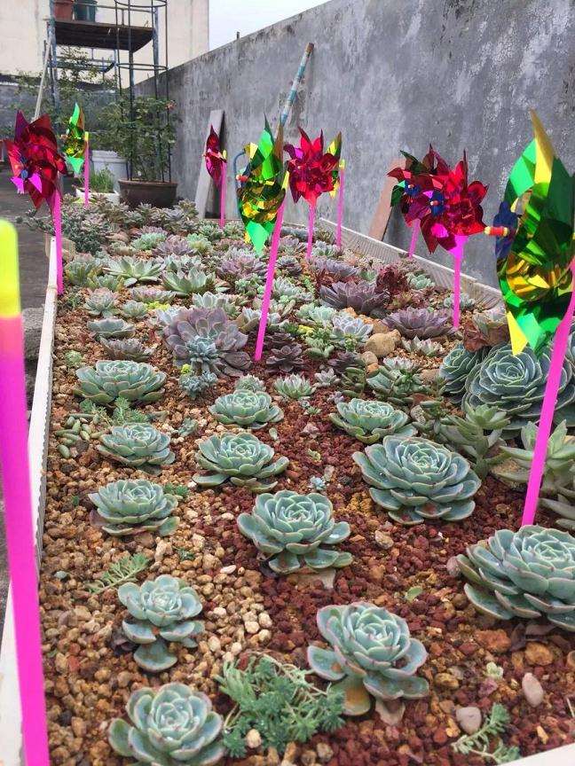 为什么多肉露养 要注意防鸟 图片