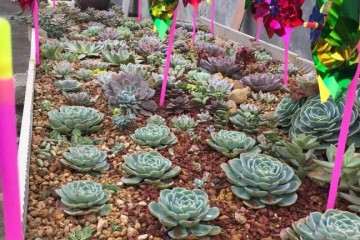 为什么多肉露养 要注意防鸟 图片