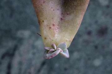 多肉植物怎么缀化的3个方法 图片