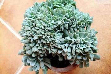 室内多肉缀化后怎么养护的2个方法