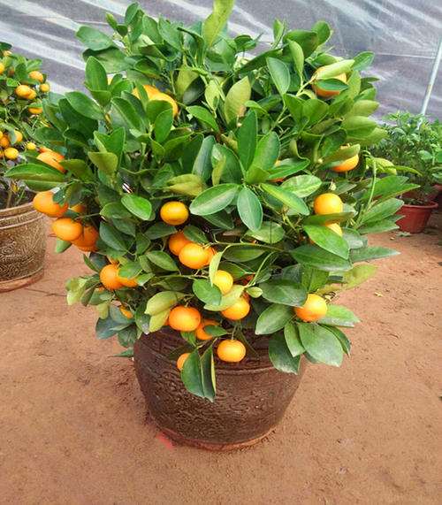 草铵膦对盆栽砂糖橘土壤微生物数量的影响