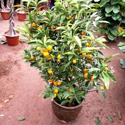 草铵膦对盆栽砂糖橘土壤微生物数量的影响