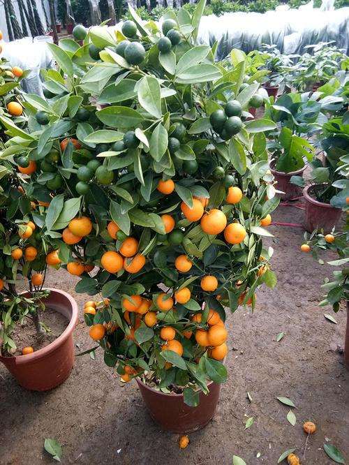 草铵膦对盆栽砂糖橘土壤微生物数量的影响