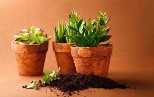 南通家庭盆栽养护状况的调查研究 图片