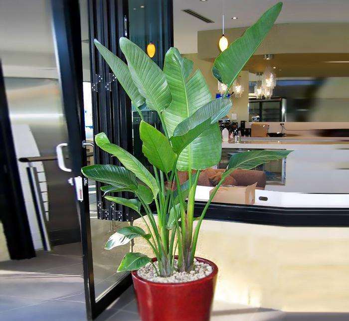 南通家庭盆栽养护状况的调查研究 图片