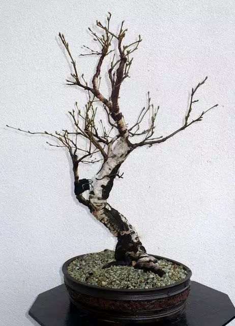 赤霉素对盆栽白桦无性系早期生长的影响