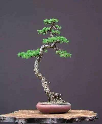 赤霉素对盆栽白桦无性系早期生长的影响