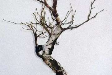 赤霉素对盆栽白桦无性系早期生长的影响