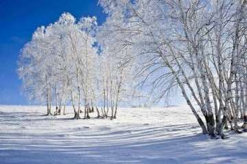 赤霉素GA4/7对白桦盆栽结实量的影响