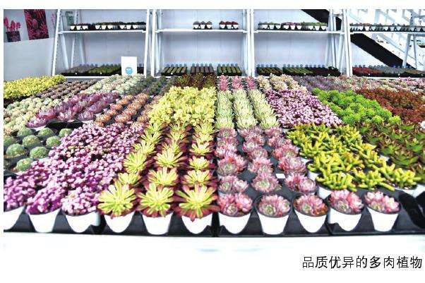 天津组合盆栽大赛选拔赛圆满结束