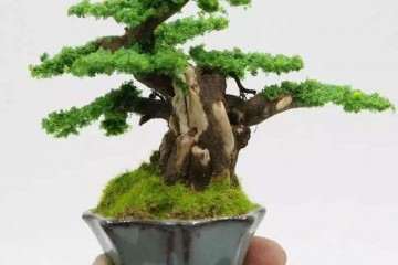 为什么微型盆栽的图片不利于孩子欣赏