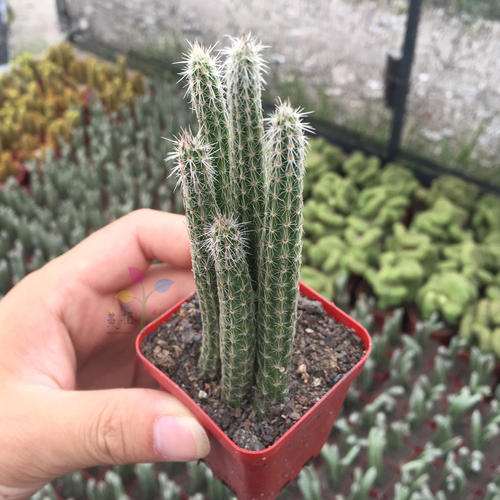垂吊盆栽仙人掌植物——猴尾柱