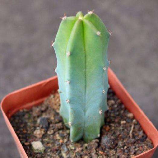 垂吊盆栽仙人掌植物——猴尾柱