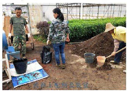 大番茄盆栽怎么栽培的技术 图片