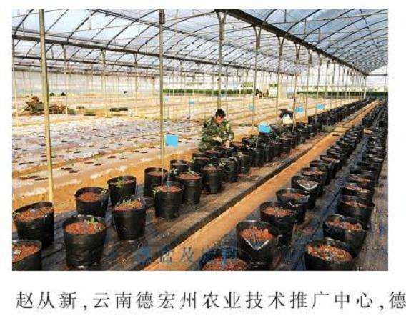 大番茄盆栽怎么栽培的技术 图片