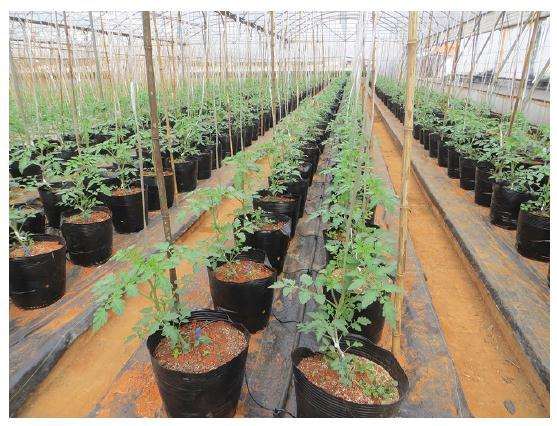 大番茄盆栽怎么栽培的技术 图片