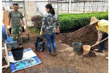 大番茄盆栽怎么栽培的技术 图片