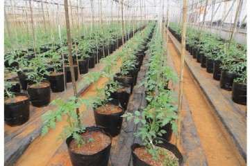 大番茄盆栽怎么肥水管理的方法 图片